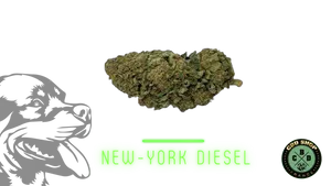 New York Diesel
